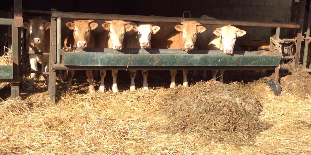 Aux Bois Dores De La Ferme De Sorval, Animaux De La Ferme, Fitness Selvigny Bagian luar foto
